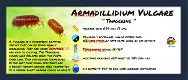 Armadillidium Vulgare Tangerine Isopod Bin Label